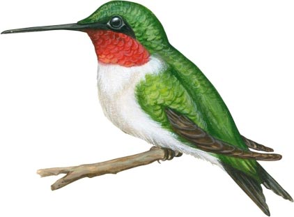 ruby throated hummingbird